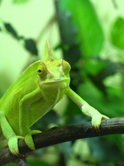 Chameleon (Chamaeleonidae)
