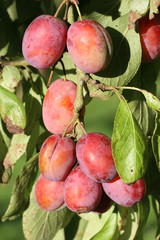 Plums growing on the tree