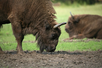 Wisent