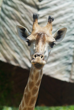 Head of giraffe