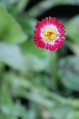 Looking down on a pink flower