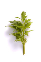 Fototapeta premium fresh herbs. lovage