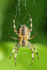 Garden spider hanging from web