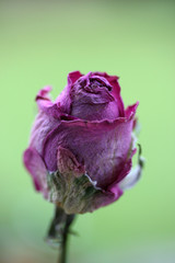 Dried rose bud