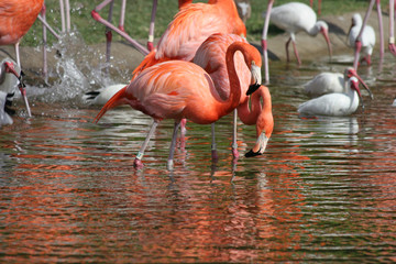 Flamingos having a drink