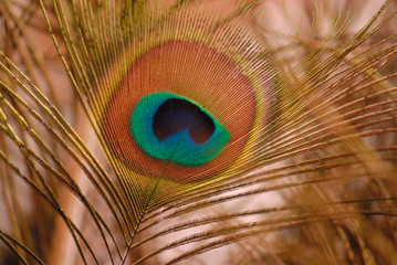 Peacock feather-detail