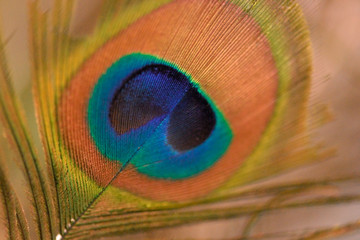 Naklejka premium Peacock feather-detail