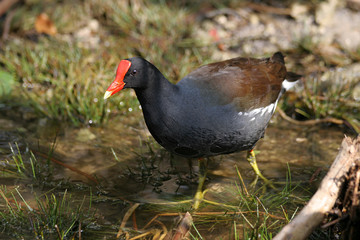 Moorhen on marshland