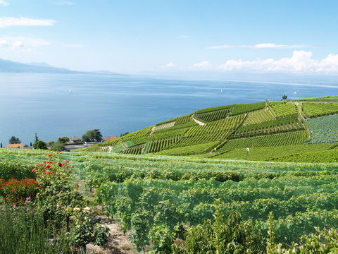 vignoble face au L&eacute;man