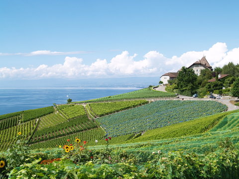 domaine viticole