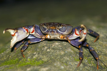 Crab