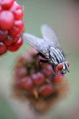 fly on red blackberries