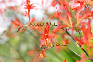 bright red flowers