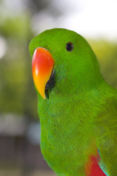 Green parrot other view