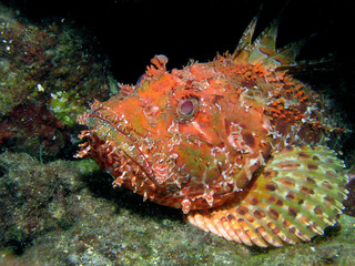 Scorfano © Francesco Pacienza