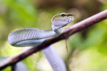 wild green viper trimeresurus