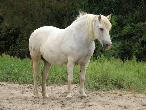 Cavallo