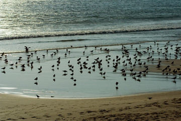  a group of water birds on the beach