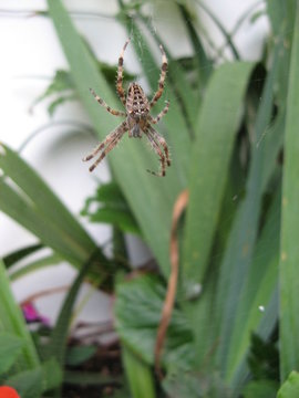 Insete Images – Browse 4 Stock Photos, Vectors, and Video | Adobe Stock