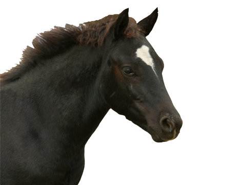 cheval merens