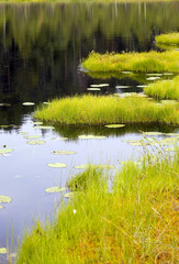 Coast of lake in summer