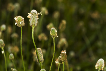 Abstract background with small flowers