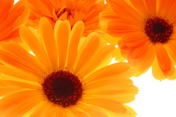 gerbera