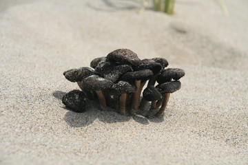 Fototapeta na wymiar Beach Mushrooms