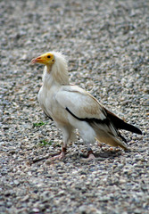 vautour percnoptère 