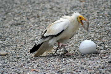 vautour percnoptère