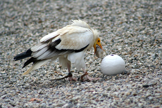 vautour percnopt&egrave;re