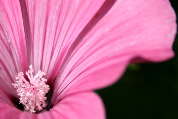 Pink flower 2