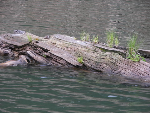 Blue Ridge Floating Log Arizona