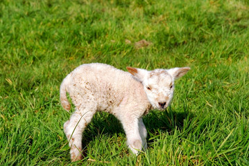 Obraz premium Spring, new born lambs