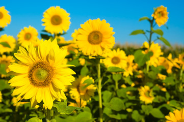 Obraz premium beautiful sunflowers