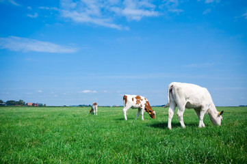 Obraz premium grazing cows