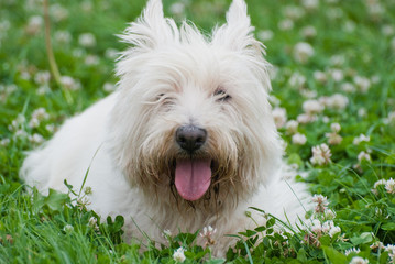 westy; west highland white terrier;