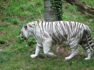 Fototapeta na wymiar Bianca del Tigre Bengala