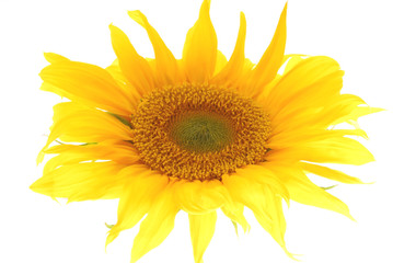 sun flower