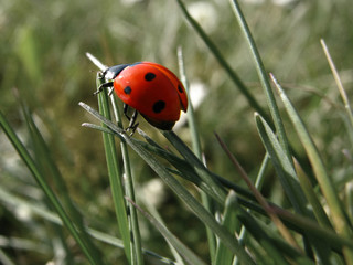 Obraz premium ladybird