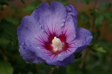 Naklejka premium Blaue Blüte