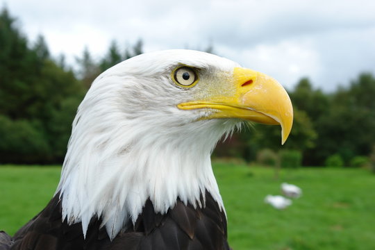 seeadler