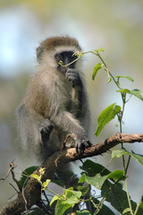 Cercopithecus aethiops.
