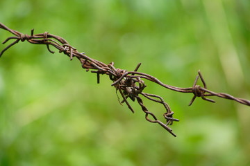 roststachel