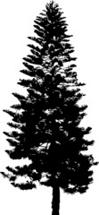 Baum 5