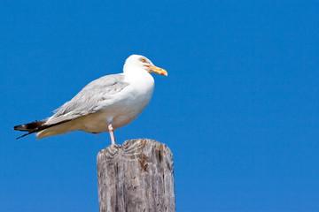 Seagull on a post, with a blue sky background