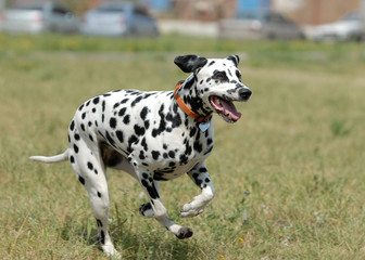   DALMATIAN