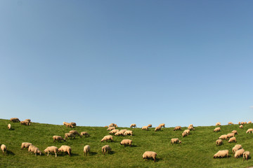 Fototapeta premium Sheep