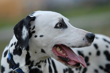   DALMATIAN