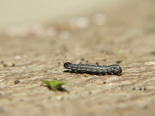 Raupe